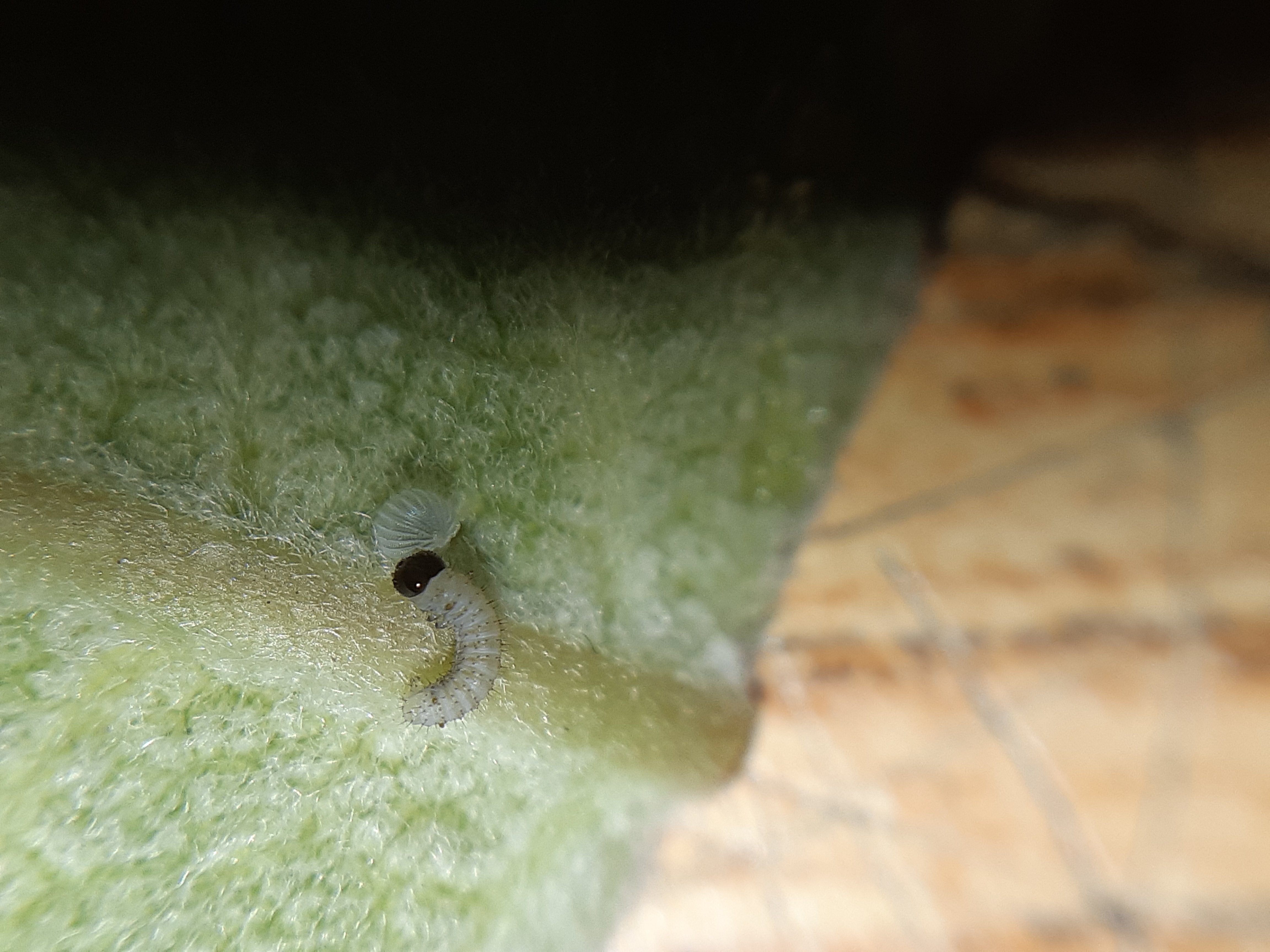 Baby monarch Caterpillar 