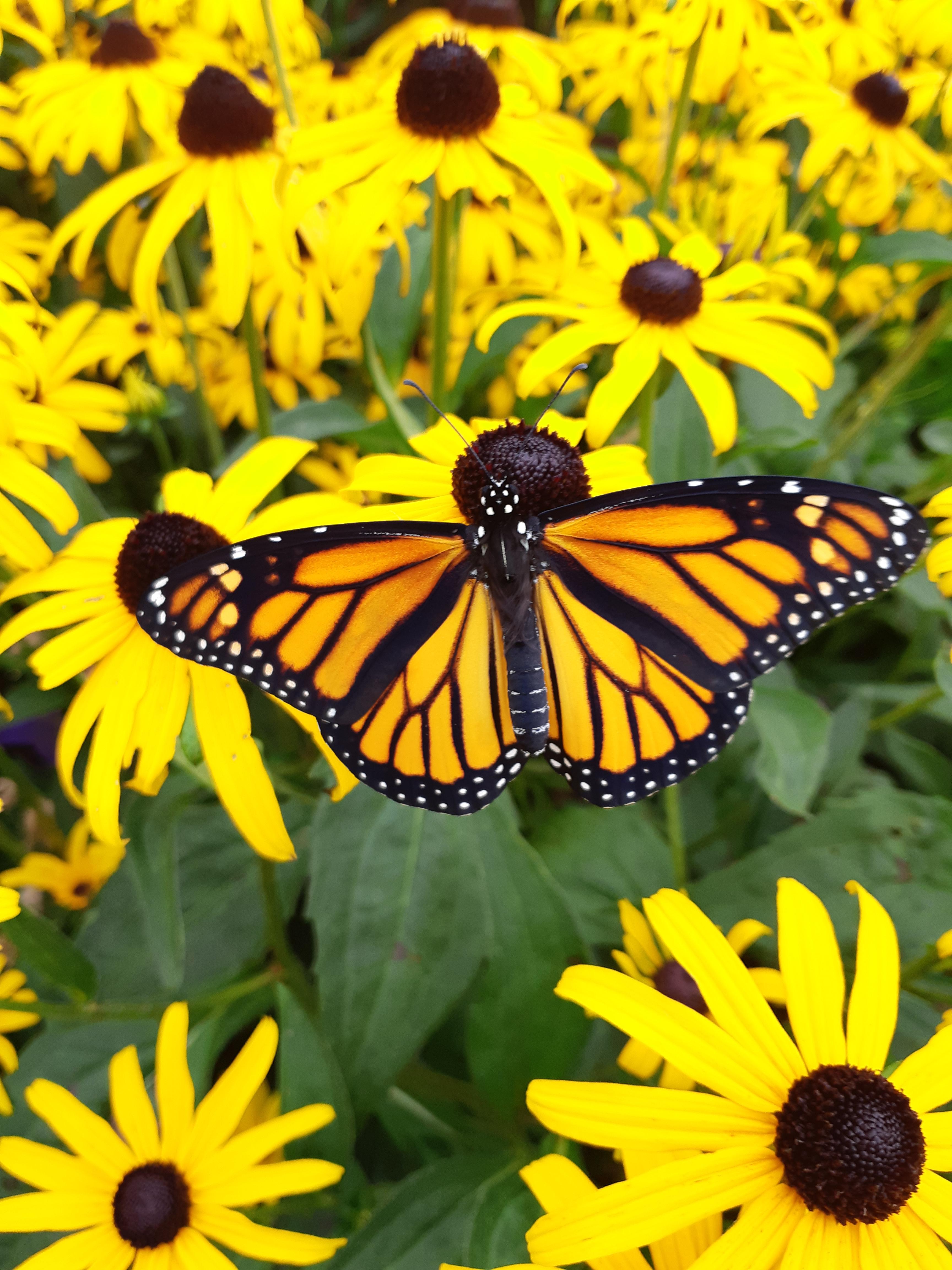 Female monarch