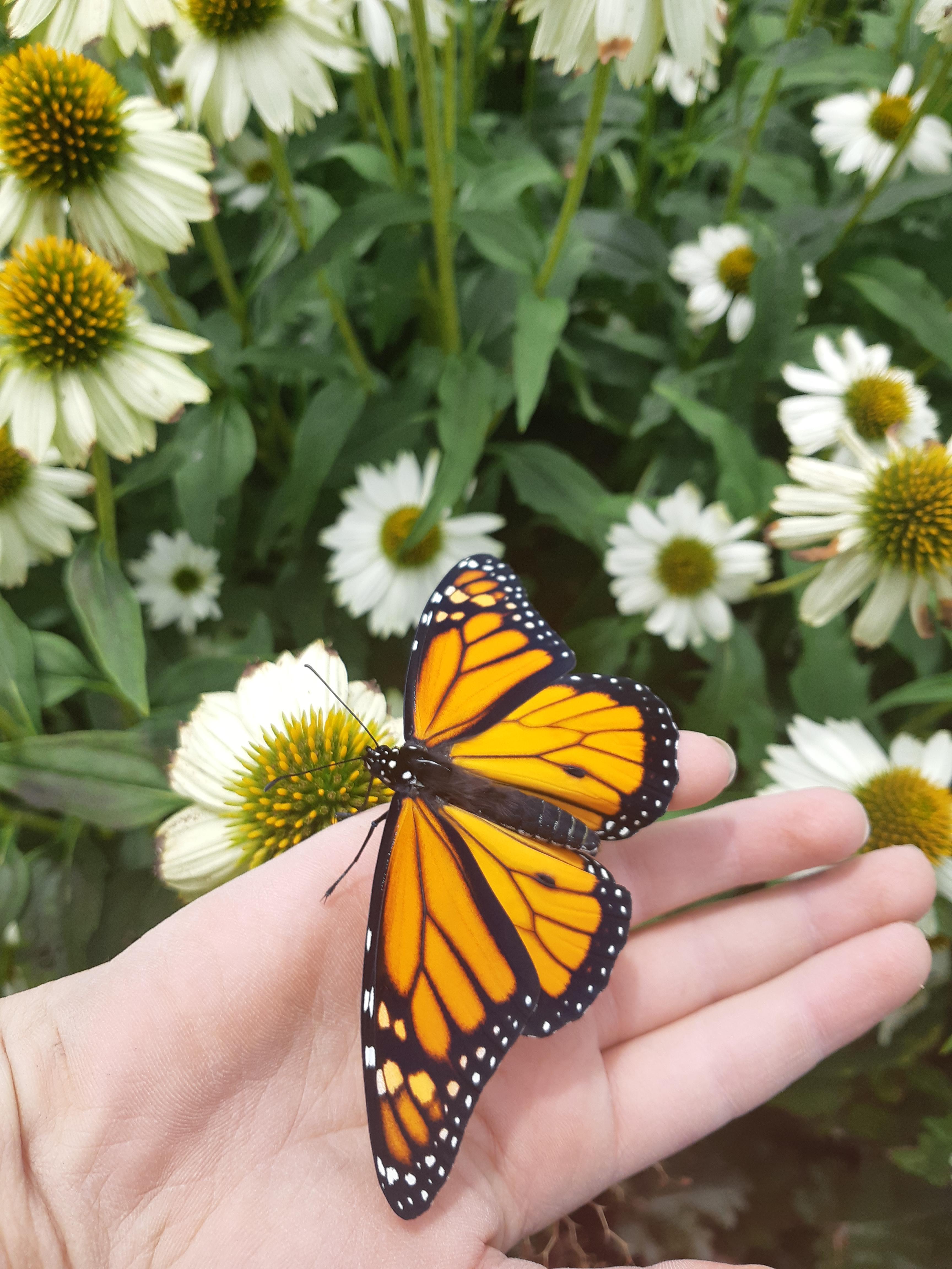 Male monarch