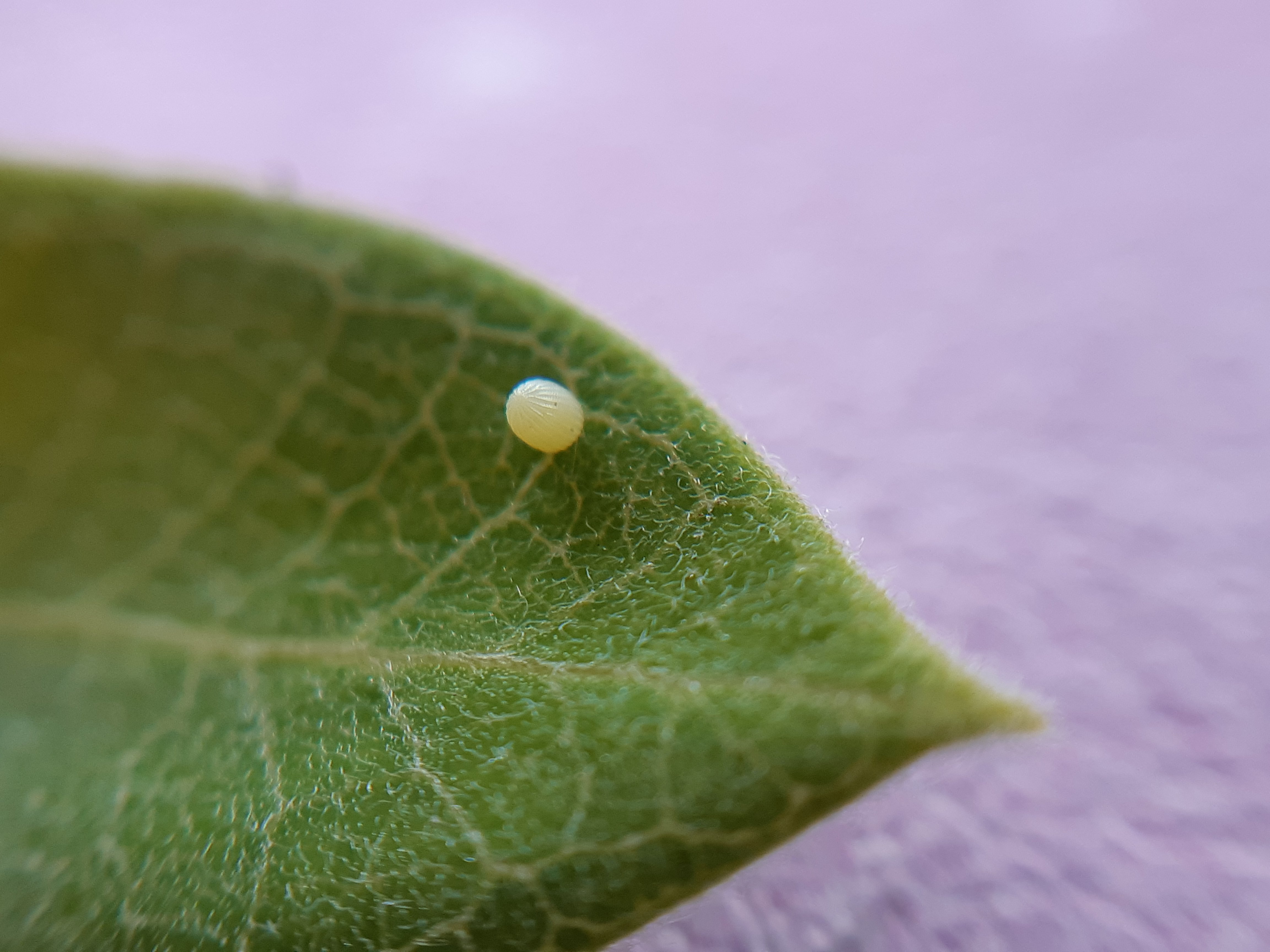 Monarch egg